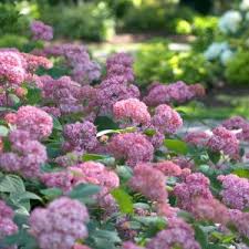 Attēlu rezultāti vaicājumam “Hydrangea arborescens subsp. discolor”