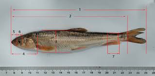 Image result for Cyprinus chilia