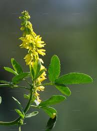 Attēlu rezultāti vaicājumam “Melilotus wolgicus”