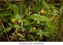Attēlu rezultāti vaicājumam “Trifolium aureum”