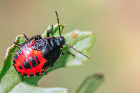 Attēlu rezultāti vaicājumam “Jalla dumosa”