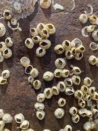 Attēlu rezultāti vaicājumam “Balanus improvisus”