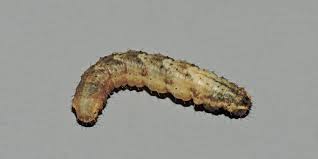 Attēlu rezultāti vaicājumam “Colostygia pectinataria”