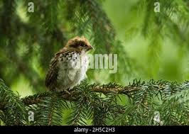 Attēlu rezultāti vaicājumam “Tetrastes bonasia juvenile”