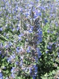 Attēlu rezultāti vaicājumam “Nepeta x faassenii”