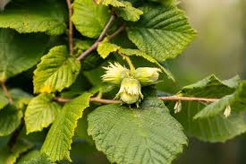 Attēlu rezultāti vaicājumam “Corylus avellana leaf”