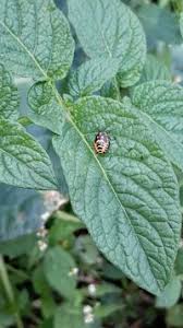 Attēlu rezultāti vaicājumam “Eurydema dominulus”