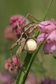 Attēlu rezultāti vaicājumam “Pisaura mirabilis female”