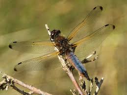 Attēlu rezultāti vaicājumam “Libellula fulva”