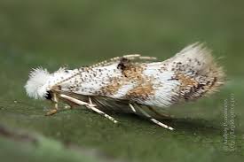 Attēlu rezultāti vaicājumam “Bucculatrix rhamniella”