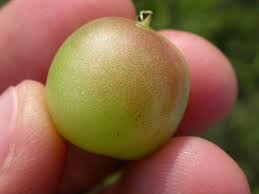 Attēlu rezultāti vaicājumam “Astragalus arenarius fruit”