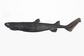 Image result for Dalatias licha