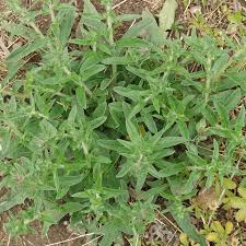 Attēlu rezultāti vaicājumam “Echium vulgare bud”