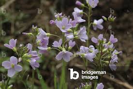 Attēlu rezultāti vaicājumam “Cardamine pratensis”