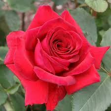 Image result for Red Rose Cc