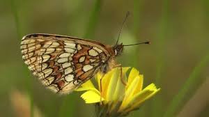 Attēlu rezultāti vaicājumam “Mellicta athalia underside”