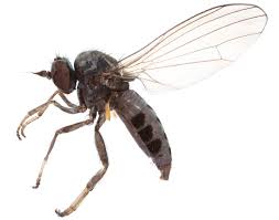 Attēlu rezultāti vaicājumam “Agathomyia wankowiczii”