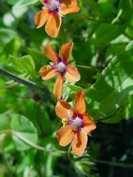 Attēlu rezultāti vaicājumam “Lycogala persicum sessile”