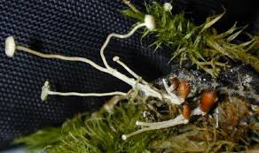 Attēlu rezultāti vaicājumam “Collybia sp.”