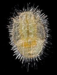 Attēlu rezultāti vaicājumam “Trioza dispar nymph”