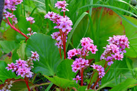 Attēlu rezultāti vaicājumam “Bergenia crassifolia flower”