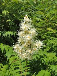 Attēlu rezultāti vaicājumam “Sorbaria sorbifolia flower”