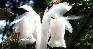 Attēlu rezultāti vaicājumam “Plantago uniflora flower”