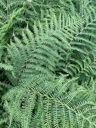 Attēlu rezultāti vaicājumam “Athyrium filix-femina”