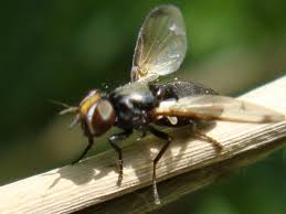 Attēlu rezultāti vaicājumam “Tetanops myopina”