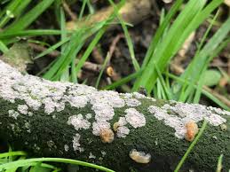 Attēlu rezultāti vaicājumam “Exidia thuretiana”