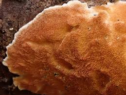 Attēlu rezultāti vaicājumam “Steccherinum ochraceum”