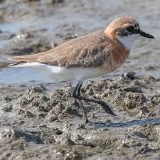 Image result for Charadrius mongolus