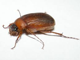 Attēlu rezultāti vaicājumam “Serica brunnea”