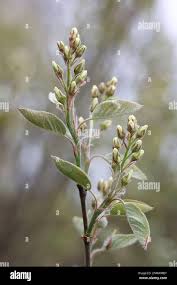 Attēlu rezultāti vaicājumam “Amelanchier spicata”