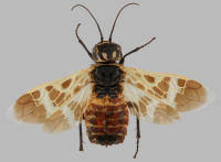 Attēlu rezultāti vaicājumam “Caenolyda reticulata”