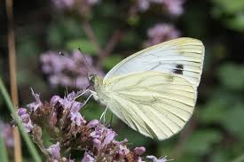 Attēlu rezultāti vaicājumam “Pieris napi underside”