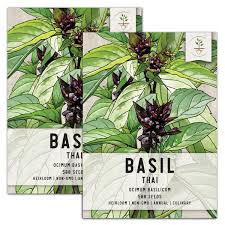 Image result for Ocimum basilicum