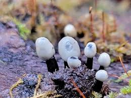 Attēlu rezultāti vaicājumam “Holwaya mucida”