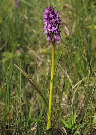 Attēlu rezultāti vaicājumam “Dactylorhiza cruenta”