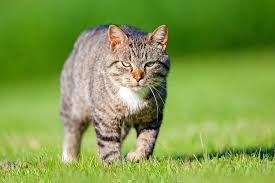 Attēlu rezultāti vaicājumam “Felis silvestris catus”