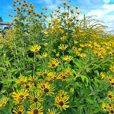 Image result for Rudbeckia