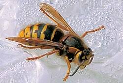 Attēlu rezultāti vaicājumam “Dolichovespula media”