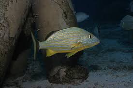 Image result for Haemulon sciurus