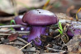 Attēlu rezultāti vaicājumam “Collybia sp.”