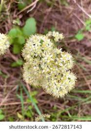 Attēlu rezultāti vaicājumam “Hylotelephium maximum”