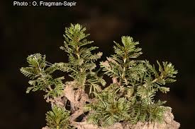 Attēlu rezultāti vaicājumam “Myriophyllum spicatum”