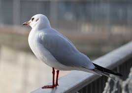 Image result for Chroicocephalus ridibundus