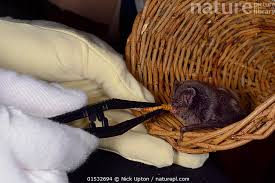 Attēlu rezultāti vaicājumam “Barbastella barbastellus”