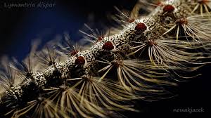 Attēlu rezultāti vaicājumam “Lymantria dispar larva”