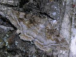 Attēlu rezultāti vaicājumam “Alcis repandata”